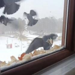 Y&uuml;rekleri ısıtan hareket: Pencere &ouml;n&uuml;ne ekmek bırakarak kuşları beslediler