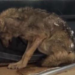 Zonguldak'ta a&ccedil; kalan kurt k&ouml;pek kul&uuml;besine sığındı