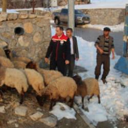 35 koyunu telef olmuştu: Devlet besicinin y&uuml;z&uuml;n&uuml; g&uuml;ld&uuml;rd&uuml;