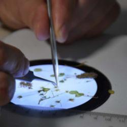 İzmir'de heyecanlandıran keşif! D&uuml;nya'da 16, T&uuml;rkiye'de 8 oldu