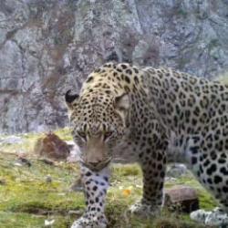 İlk kez 2019 yılında g&ouml;r&uuml;nt&uuml;lenmişti: Avlamanın cezası 45 milyon TL