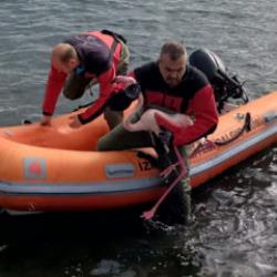 İzmir'de sorumsuzluk can yaktı: Yaralı flamingo kurtarıldı