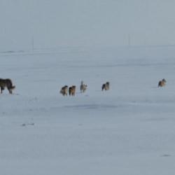 Adilcevaz'da s&uuml;r&uuml; halinde gezen k&ouml;pekler k&ouml;y halkını tedirgin ediyor