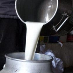 &Ccedil;iğ s&uuml;t fiyatları belli oldu!