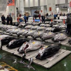 Rekor tazelendi! Dev orkinos 3,2 milyon dolara satıldı