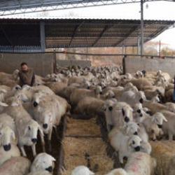82 yaşındaki Celal dede başlattı! Torunu İngiltere'den koşup geldi! 