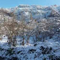 Fındık &uuml;reticilerinin kar sevinci