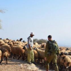 İsrail'den bir &ccedil;iftliğe saldırı: Bek&ccedil;iyi darbedip 200 koyun &ccedil;aldılar