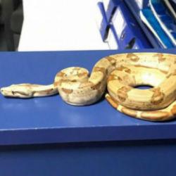 Kafeye mısır yılanı ile gitti; 11 bin 977 TL ceza yedi