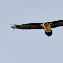 Kars'ta s&uuml;rpriz: "Doğanın &ccedil;&ouml;p&ccedil;&uuml;s&uuml;" olarak biliniyor, &ccedil;ok zor g&ouml;r&uuml;nt&uuml;leniyor