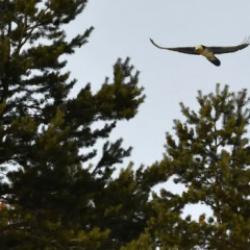 Nadir g&ouml;r&uuml;l&uuml;yor! Kar yağışından sonra ortaya &ccedil;ıktı