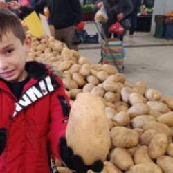 Sarıg&ouml;l pazarında dev patatesler ilgi odağı oldu