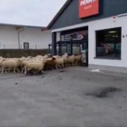 Şaşkına &ccedil;eviren g&ouml;r&uuml;nt&uuml;ler: Koyun s&uuml;r&uuml;s&uuml; s&uuml;permarketi bastı