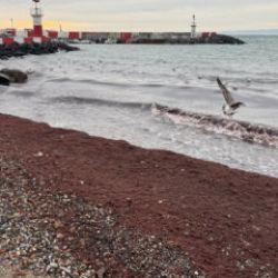 Tekirdağ'da sahilde kırmızı yosun birikti