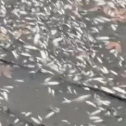 Yeşilırmak'ta onlarca balık &ouml;l&uuml;m&uuml;