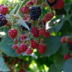 Kestel'de ahududu ve b&ouml;ğ&uuml;rtlen &uuml;retimi Sırbistan modeliyle artırılacak