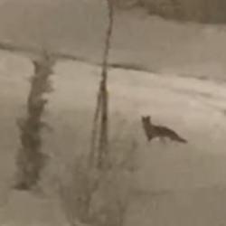 A&ccedil; kalan tilki şehir merkezine indi