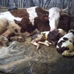 Besici, 15 g&uuml;n arayla &ouml;nce kahroldu sonra sevin&ccedil;ten havalara u&ccedil;tu