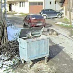 Aracın ezdiği k&ouml;peğin r&ouml;ntgeninde yaklaşık 400 sa&ccedil;ma tespit edildi