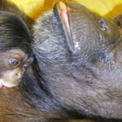 &Ccedil;ince ve İngilizce okuyabiliyordu..."Dahi" şempanze 49 yaşında &ouml;ld&uuml;