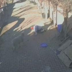 Silivri'de &ouml;fkeli ko&ccedil;, sahibinin kaburgalarını boynuzlaya boynuzlaya kırdı