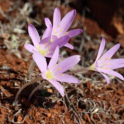 Dokunmak bile cesaret ister: Renklerine aldanıp koparmayın! Cezası cep yakıyor