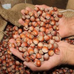 T&uuml;rkiye'den 122 &uuml;lkeye 2,2 milyar dolarlık fındık ihracatı