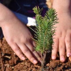 En &ccedil;ok ağa&ccedil;landırma yapan &uuml;lkeler arasında Avrupa'da 1, d&uuml;nyada 4'nc&uuml; sıradayız!