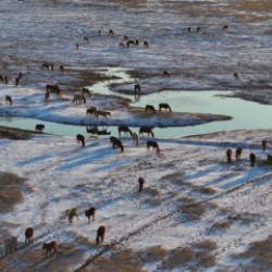 H&uuml;rmet&ccedil;i Sazlığı'ndaki yılkı atları g&uuml;n batımında dronla g&ouml;r&uuml;nt&uuml;lendi