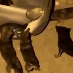 İstanbul'da Başıboş k&ouml;pekler park halindeki aracı par&ccedil;aladı