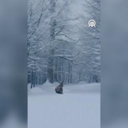 Kocaeli Kartepe'de g&ouml;r&uuml;nt&uuml;lenen  kızıl geyik mest etti