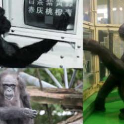 D&uuml;nyanın en dahi şempanzesi &ouml;ld&uuml;