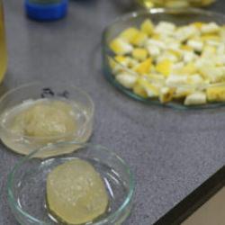 &Ouml;ğrencilerden ağa&ccedil; kavunu kabuğuyla b&uuml;y&uuml;k buluş: Tarımsal atıktan hidrojel &uuml;rettiler