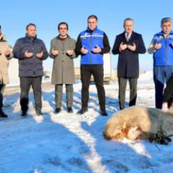 Sivas'ta kar yağışı sonrası ş&uuml;k&uuml;r kurbanı kesildi