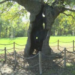 T&uuml;rkiye'nin en yaşlı &ccedil;ınarı İstanbul'da 1400 yıldır ayakta