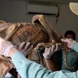 Yaşları 130 ile bin 800 yıl arasında! Mağarada bulundular...