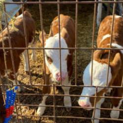 Edirne'de tek doğumda &uuml;&ccedil; bayram sevinci yaşayan besiciye bir m&uuml;jde daha