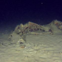 42 kişi hayatını kaybetmişti! D&uuml;şen THY u&ccedil;ağında yeni gelişme: 50 yıl sonra ortaya &ccedil;ıktı