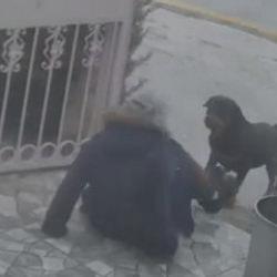 Ankara'da dehşet anları! Başıboş k&ouml;peklerin saldırdığı kadın yaralandı