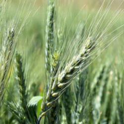 Antalya'dan d&uuml;nyaya a&ccedil;ılmıştı: Polonya merkezli şirket satın aldı