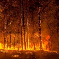 Avustralya'da orman yangınları devam ediyor: Hava sıcaklığı 50 dereceye dayandı!