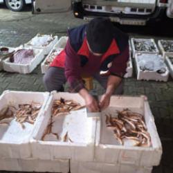 Balık&ccedil;ının kabusu ger&ccedil;ek oldu! Kastamonu'da ekipler teker teker &ouml;l&ccedil;t&uuml;
