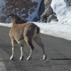Bayburt&rsquo;ta nesli tehlike altındaki dağ ke&ccedil;ileri yola indi