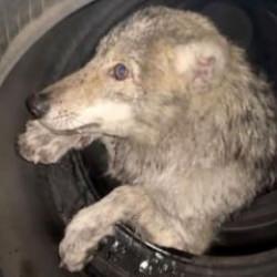 Bing&ouml;l'de yolunu şaşıran kurt girdiği d&uuml;kkanda panik yarattı