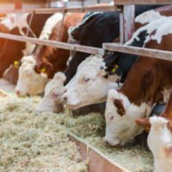 &Ccedil;ok nadir g&ouml;r&uuml;l&uuml;yor! Edirne'de besicinin y&uuml;z&uuml;n&uuml; mucize doğum g&uuml;ld&uuml;rd&uuml;