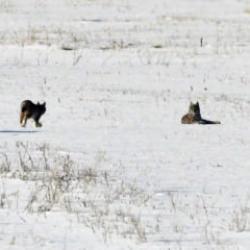 Elazığ'da nesli tehlike altındaki vaşak ailesi g&ouml;r&uuml;nt&uuml;lendi