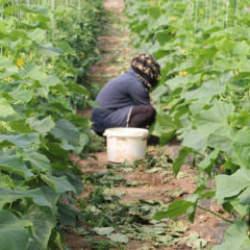 &Ccedil;ift&ccedil;inin y&uuml;z&uuml; g&uuml;ld&uuml;! Devlet y&uuml;zde 50 hibe desteği sağlayacak