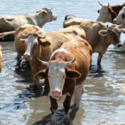 Eskişehir'de 22 b&uuml;y&uuml;kbaş hayvanını satan besici dolandırıldı