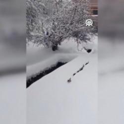 İmamın seslendiği kedilerin karda sıralı şekilde y&uuml;r&uuml;mesi g&ouml;r&uuml;nt&uuml;lendi