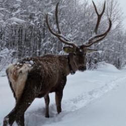 Kocaeli'de kameraya yansıyan kızılgeyik, g&ouml;r&uuml;nt&uuml;s&uuml;yle mest etti